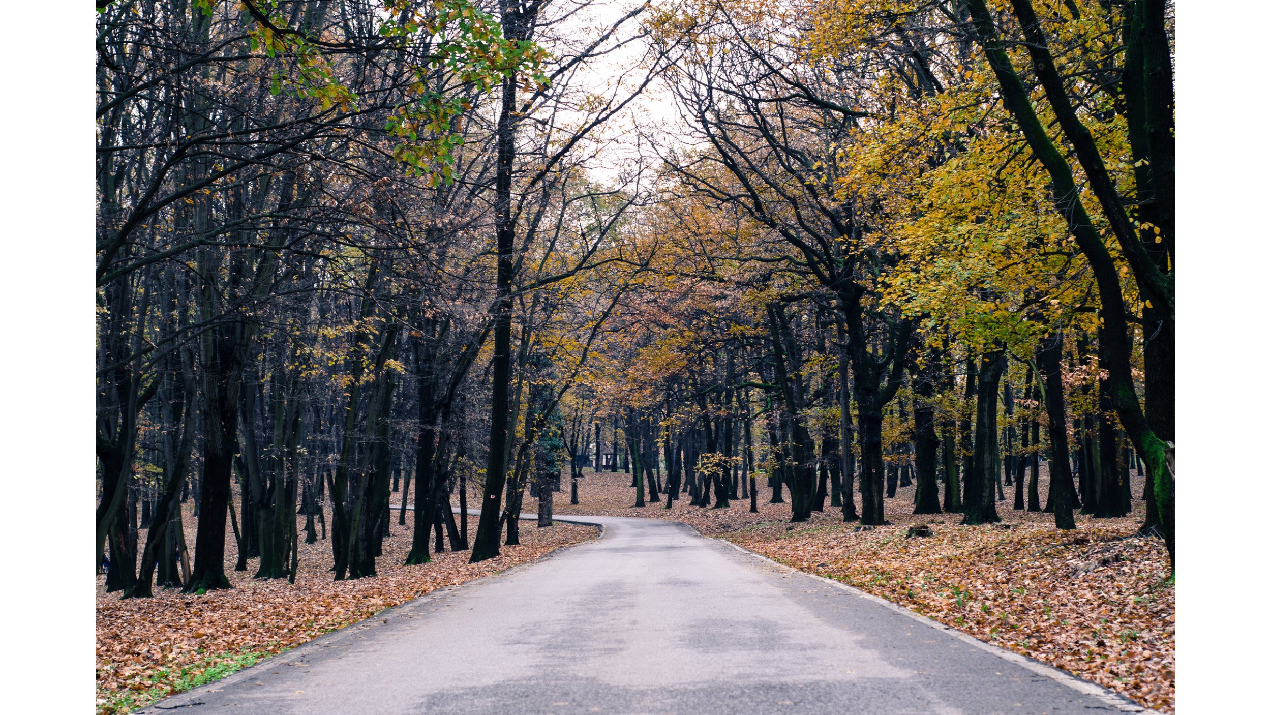 ai vs landscape quiz road in forest