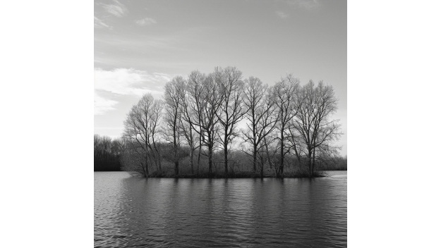 AI or landscape photo bw tree