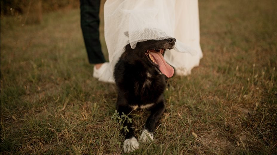 wedding videographer dog