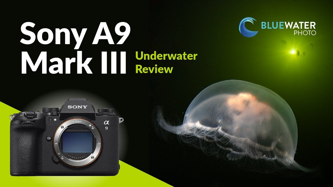 Sony A9 III Underwater Review01