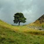 Sycamore Gap tree felled